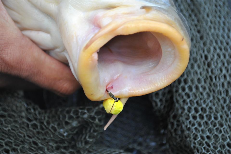 Cupa Europeana de Boilies ?